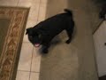 Jack the Pug, attacks Jack the Pug, attacks