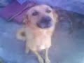 nice stray dog