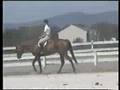 Jazz  8/24/08  Reserve Champion