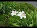 Stowell Galleries Green Garden Lawn Landscaping