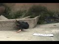 Surdi trip to Lisses 2006 parkour