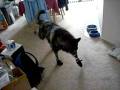 videos de Dogbook Movie: Snow booties