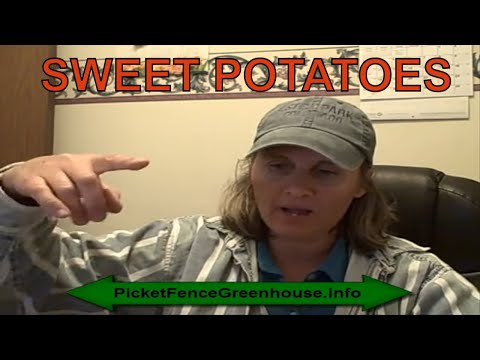 how to grow sweet potatoes in a containers