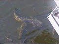 Рыба реки Припять