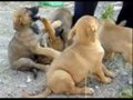 Cuide dos animais