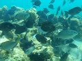 PLEASE SWIM WITH US PROOF.avi
