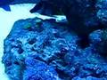 my saltwater aquairum