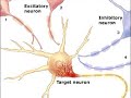 neural communication neural communication