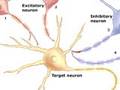neural communication
