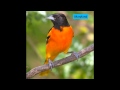 State Birds HD Picture Slideshow