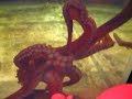 Giant Octopus
