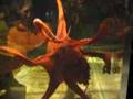 Giant Octopus