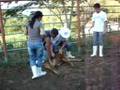 Vacinando na Fazenda-Escola da Vet-UFF