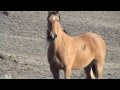 Calico, Nevada-Where Wild Horses Roam
