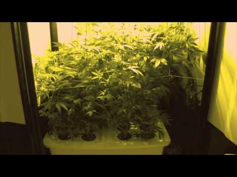 how to harvest hydroponic weed