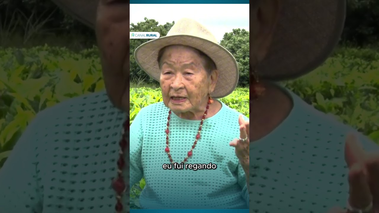 Produção anual de chá gira em torno de 500g