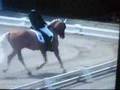 3 meilleurs Poneys allemands freudenberg 2007