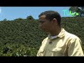 Uso de Strong Billow en cultivos de caf�. I