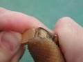 How to Carve a Mouse -by Steve Tomashek