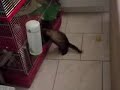 mon furet et son doudou