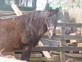 Welcome to Help A Horse
