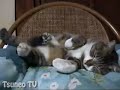 おやすみピッピ♪ sleep cat pippi