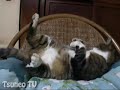 おやすみピッピ♪ sleep cat pippi