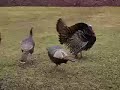 Turkey goosing! Turkey goosing!