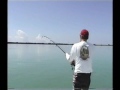 Florida Tarpon Fishing Florida Tarpon Fishing
