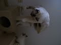 Arisha, Arthur und Amy beim Spielen =)