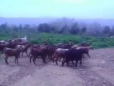 ΓΙΔΙΑ ΔΑΜΑΣΚΟΥ ΤΟΥ ΝΙΚΟΛΑ