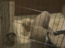 Majda hled� n?co k sn?dku.MP4