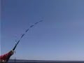 Gaint Tuna: Big Fish Charters in Massachsetts Gaint Tuna: Big Fish Charters in Massachsetts