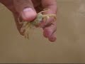 Balochistan-Beach---Baby-Crab