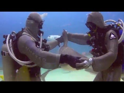 See video