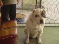 Central Asian Shepherd dog VS american bulldog