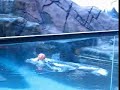 La Foca