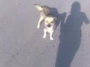 Cute Dog