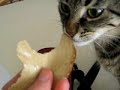 Vegan Cats?