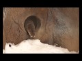 Slydel and Ariel ecotarium River Otter Best Buddies -James Hunt