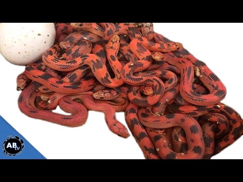 YouTube reptile video