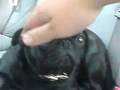Blag Pug