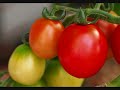 dj jan - tomatenplukkers dj jan - tomatenplukkers