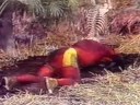 Chapolin - Eu t� afundando...