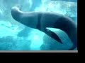 Underwater Love