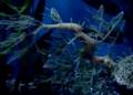 Underwater Love Video - "Underwater Love"