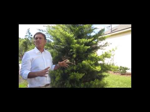 how to fertilize hinoki cypress