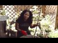 Container Gardening: Bare Root Cherry Tree