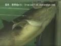 ジャウー(Paulicea lutkens):アマゾンの人喰いナマズの異名を持つBig Catfish