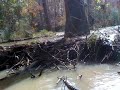 Beaver Dam